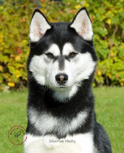 Siberian Husky 9P046D-49.JPG